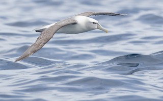 White-capped Albatross soaring over ocean waves